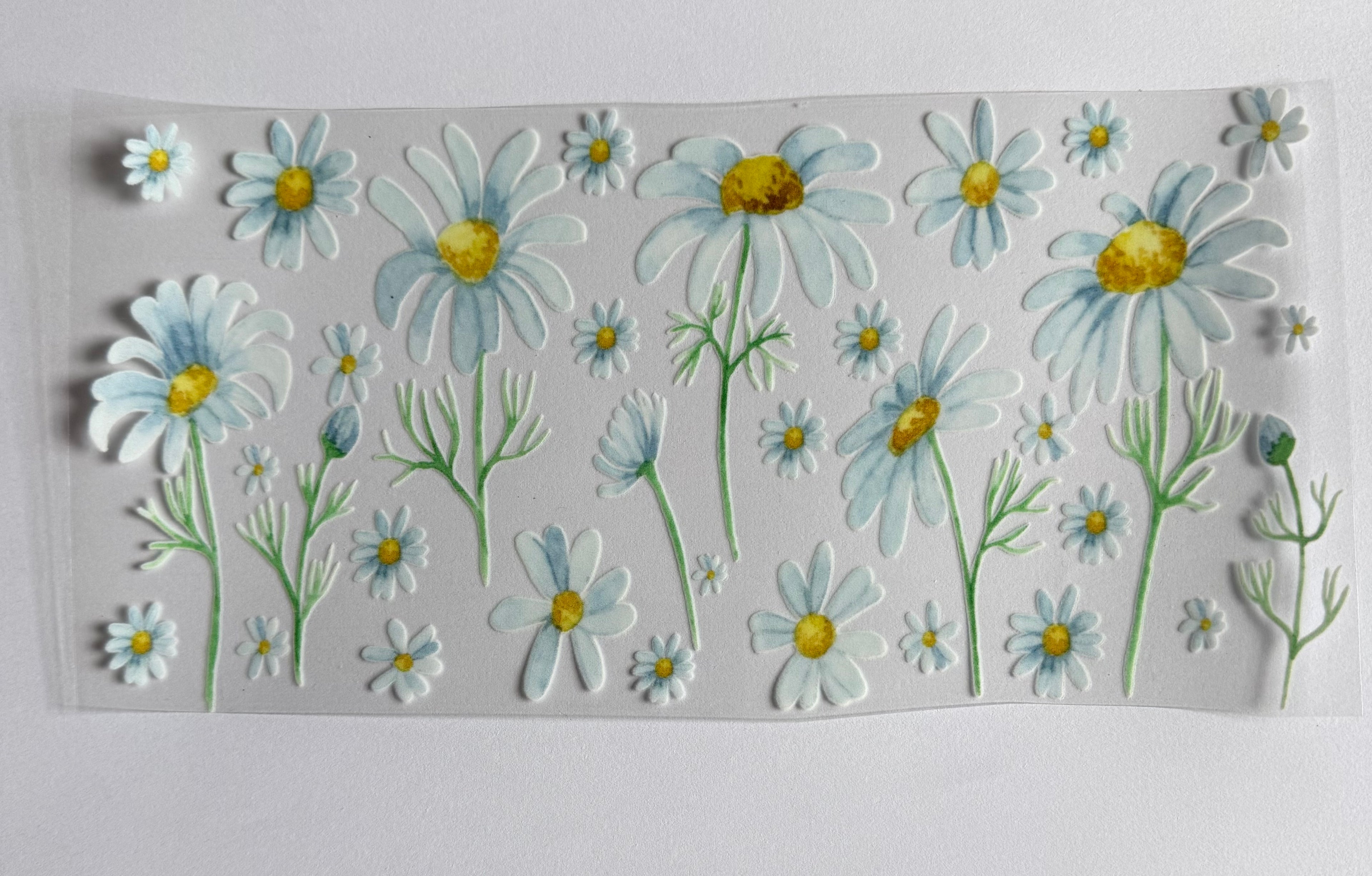 Daisy